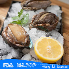 Factory price wholesale abalone